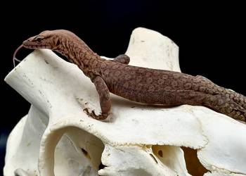 Varanus pilbarensis Waran / jaszczurka / gad / terrarystyka / terra
