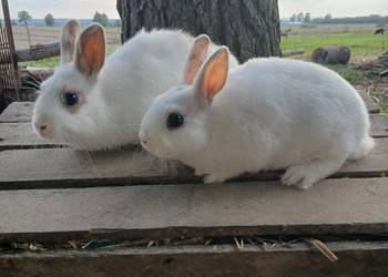 Króliki miniaturki
