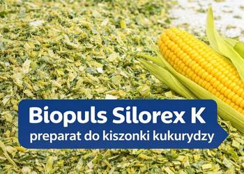 Biopuls Silorex K do kiszonki kukurydzy stymulator zakiszania 250g