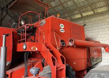 Ładny bizon super z056