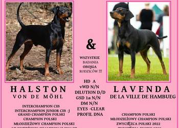 PINCZER ŚREDNI NIEMIECKI - ZAPISY - odbiór VI 2026 czarne podpalane