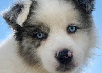 Border collie piesek
