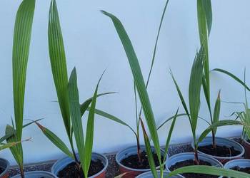 Palma Waszyngtonia Robusta