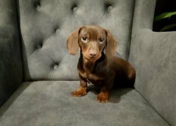 Jamnik czekoladowy piesek