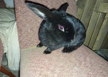 Królik miniaturka baranek