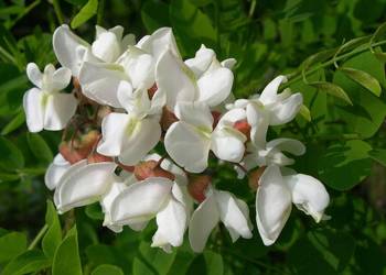 Nasiona akacji robinia 250szt