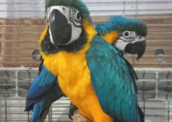 Sprzedam Ara Ararauna ręcznie karmione