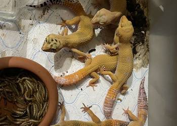 eublefar lamparci z 2024