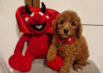 Pudel Miniaturka/Toy red