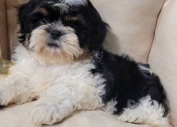 Śliczna suczka shih tzu z wyprawką