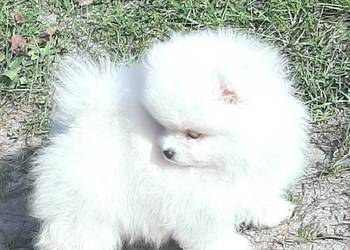 Szpic miniaturowy Pomeranian chlopak