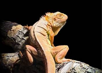Legwan czerwony (iguana)
