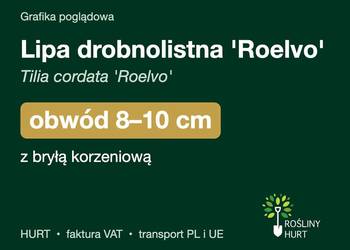 Lipa drobnolistna 'Roelvo' obwód 8-10 cm, z bryłą – HURT