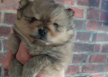 Ślicze szczenieta Szpic Miniaturowy