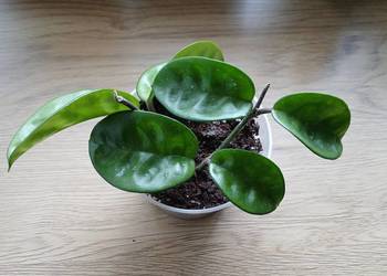 Hoya hoja Krinkle 8