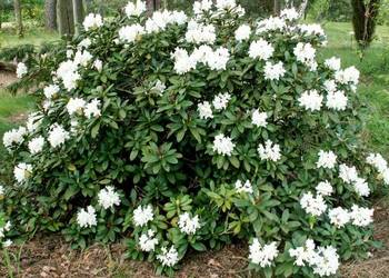Różanecznik Cunningham's White/Rhododendron 'Cunningham's Wh