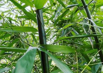 Bambus Phyllostachys Bissetii, Filostachys Bisseta 2,5l