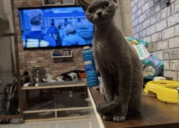 Kotka devon rex 1,5roku