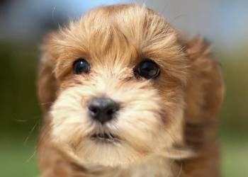 Do odbioru Suczka Piesek Hawańczyk po Championie FCI ZKwP