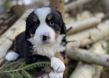 Śliczny miś berneński pies pasterski piesek sunia z rodowodem