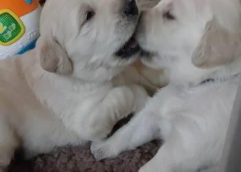 Szczenieta Golden Retriever ZkwP