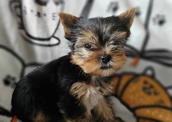 Yorkshire Terrier Piesek Chip Rodowód Wyprawka