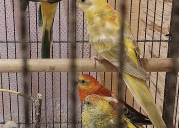 papugi świergotki papuga świergotka na sprzedaż