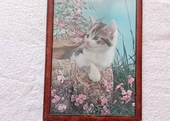 Kot, zdjęcie w ramce, lata 60-e / 70-e.