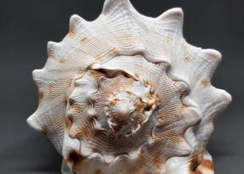 Muszla Przyłbica rogata