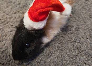 Sprzedam Świnki morskie