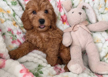 Cockapoo f1b śliczne szczenięta
