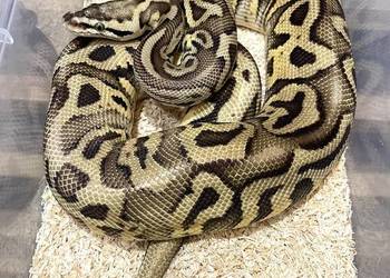 Pyton królewski samiec Pastel Leopard het Clown