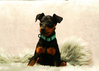 Pinczer miniaturowy ZKwP FCI _ przebadany _ bogata wyprawka _ PIESEK