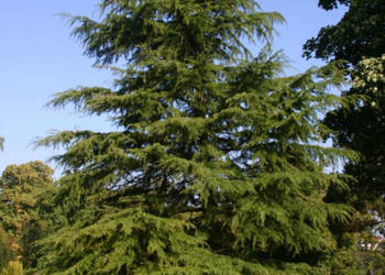 CEDR HIMALAJSKI Cedrus deodara - NASIONA 100 sztuk - 10g.