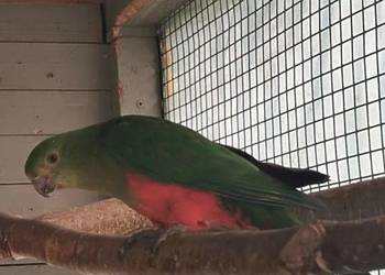 5 letnią Szkarlatka