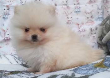 Pomeranian szpic miniaturowy - cudowna MALUTKA kremowa sunia w typie MIŚ