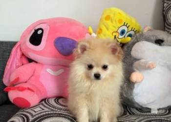 Pomeranian