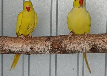 Aleksandretty pary chińska i obrozna