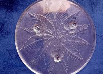 Patera Luminarc - Kasztan. Lata 60-e / 70-e XX w.