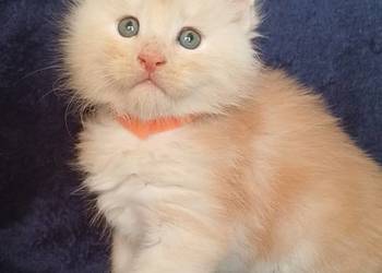Maine Coon kocurek rodowód Fpl