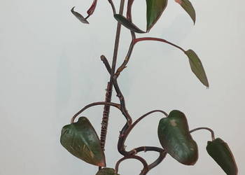 Philodendron White Princess lub Filodendron Pink Princess, 83cm