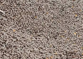 Łubin wąskolistny gorzki na sprzedaż