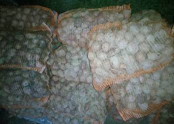 Ziemniaki Jadalne Redlady i Baltic Rossa