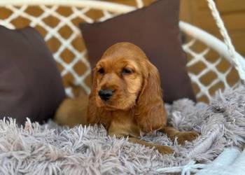 Śliczna mocno złota sunia Cocker Spaniel Angielski rodowód wyprawka