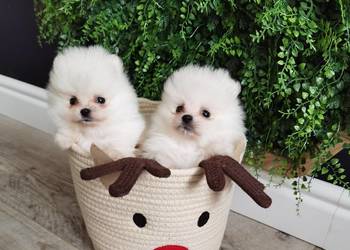 Szic miniaturowy pomeranian