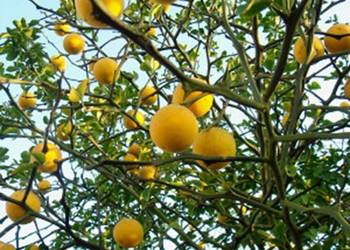 POMARAŃCZA  Poncirus trifoliata - NASIONA 70 sztuk - 10g.