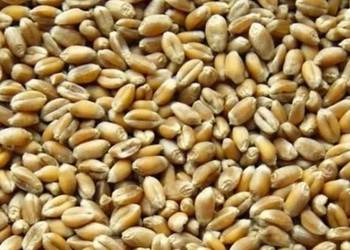 Pszenica workowana 2025