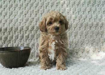 Wyjątkowa szczeniaki Maltipoo f1 ojciec import z Chin