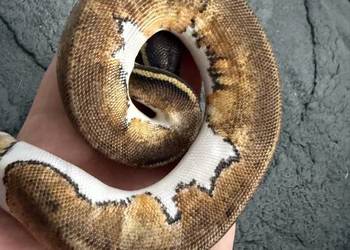 Pythony królewskie Piebald het clown