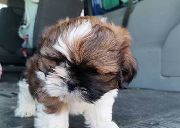 Pieski Shih-tzu